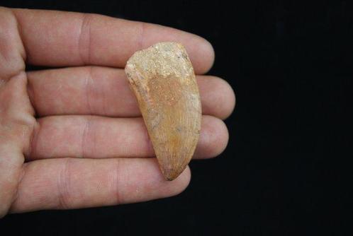 Dinosaurus - Fossiele tand - Carcharodontosaurus saharicus, Verzamelen, Mineralen en Fossielen