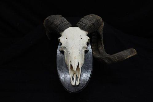 Crâne de mouton avec de grandes cornes enroulées Os - Ovis, Verzamelen, Dierenverzamelingen