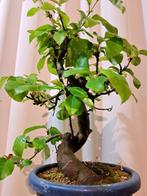 Pseudocydonia bonsai (kweepeer) - Hoogte (boom): 40 cm -, Antiek en Kunst, Curiosa en Brocante