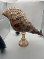 Gastropode Zeeschelp - Charonia Tritonis (Zonder