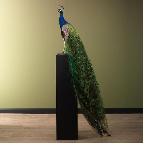 Blauwe Pauw Taxidermie Opgezette Dieren By Max, Verzamelen, Dierenverzamelingen, Opgezet dier, Nieuw, Vogel, Ophalen of Verzenden