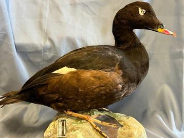 Pacifiche orka Taxidermie volledige montage - Melanitta, Verzamelen, Nieuw
