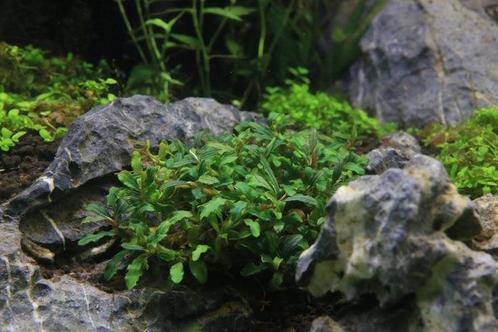 Bucephalandra sp. Catharina - In Vitro, Dieren en Toebehoren, Vissen | Aquaria en Toebehoren, Nieuw, Verzenden