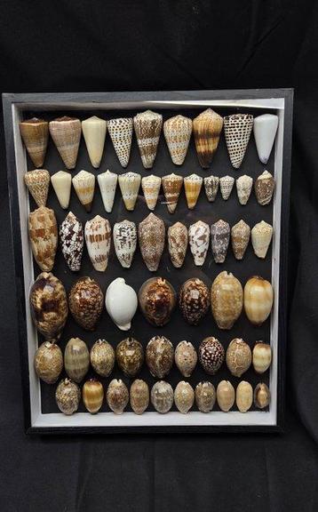 Large Collection of very beautiful Wolrd shells - Conidae sp beschikbaar voor biedingen