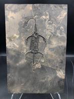 Zeereptiel - Fossiele matrix - Keichousaurus sp. - 30 cm -