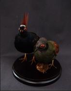 RoelRoel attelle avec un poussin. Support de corps entier