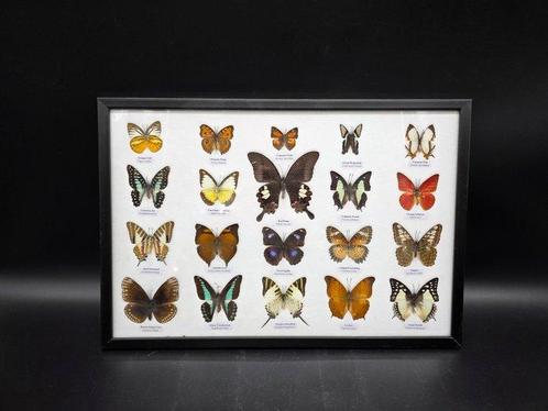 Vitrinelijst- (XL) Echte Vlinders - Glas, Hout, Verzamelen, Dierenverzamelingen