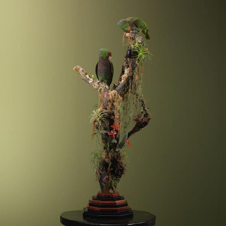 Wijnborstamazone Koppel Taxidermie Opgezette Dieren By Max, Verzamelen, Dierenverzamelingen, Opgezet dier, Nieuw, Vogel, Ophalen of Verzenden