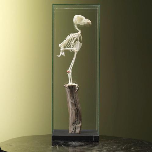 Canadese Oehoe Skelet Taxidermie Opgezette Dieren By Max, Verzamelen, Dierenverzamelingen, Opgezet dier, Nieuw, Vogel, Ophalen of Verzenden