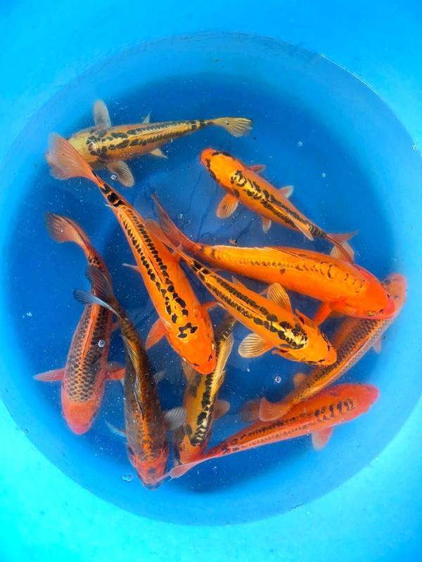 Hirasawa Marusei 28-35cm (Japanse Koi), Jardin & Terrasse, Étangs, Enlèvement ou Envoi