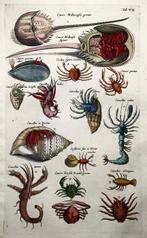 Matthäus Merian (b1593) Hand coloured folio, Marine Life: