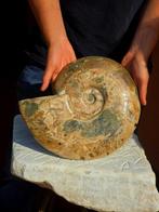 Grote ammoniet - Gefossiliseerde schelp - Aioloceras