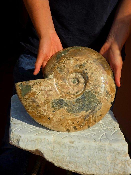 Grote ammoniet - Gefossiliseerde schelp - Aioloceras, Verzamelen, Mineralen en Fossielen