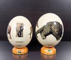 Leuk struisvogelei-set Ei - Struthio camelus - 18.8 cm - 13
