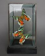 Vlinder Taxidermie volledige montage - Urania ripheus - 23, Verzamelen, Nieuw