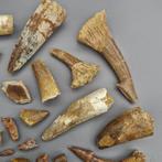 Ongedetermineerde collectie - Fossiele tand - Dinosaur:, Verzamelen