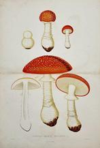 Elias Fries - Edible and Poisonous Mushrooms - Amanita