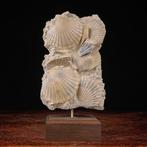Een echt kostbaar exemplaar - Fossiele sterfteplaat - Fossil, Nieuw