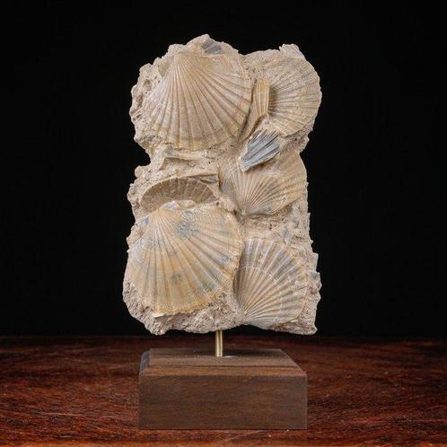 Een echt kostbaar exemplaar - Fossiele sterfteplaat - Fossil, Verzamelen, Dierenverzamelingen