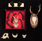 Oude collectie taxidermie bestaande uit schedels en hoorns., Nieuw