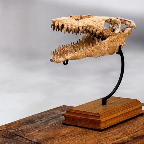 Mosasaurus - Fossiele schedel - 43 cm - 15 cm  (Zonder, Verzamelen, Mineralen en Fossielen