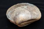 Bivalve met zijn twee schelpen verbonden. - Gefossiliseerde