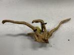 Spiderwood Selected SW50 - 46x17x27cm (Spider wood), Ophalen of Verzenden, Nieuw, Plant(en), Steen of Hout