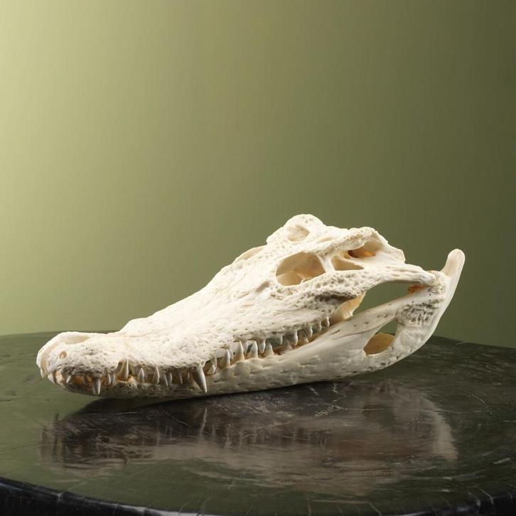 Siamese Krokodil Schedel Taxidermie Opgezette Dieren By Max, Verzamelen, Dierenverzamelingen, Opgezet dier, Nieuw, Reptiel of Amfibie