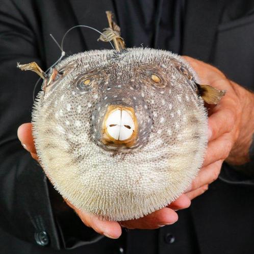 Kogelvis - Witte Puntbol - Taxidermie volledige montage -, Verzamelen, Dierenverzamelingen