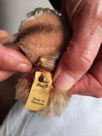 Steiff - Speelgoed 1140/17 Teckel - Duitsland, Antiek en Kunst, Antiek | Speelgoed