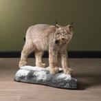 Canadese Lynx Taxidermie Opgezette Dieren By Max, Verzamelen, Dierenverzamelingen, Nieuw, Wild dier, Opgezet dier, Ophalen of Verzenden