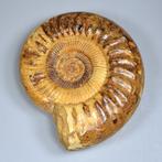 Zeeslak - Gefossiliseerde schelp - Ammoniet perisphinctes -