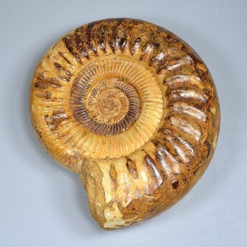 Zeeslak - Gefossiliseerde schelp - Ammoniet perisphinctes -, Verzamelen, Mineralen en Fossielen