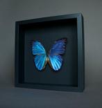 Vlinder Taxidermie volledige montage - Morpho didius - 25 cm