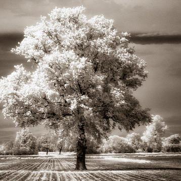 Hans Vos - tree in brown ( infra-red picture)