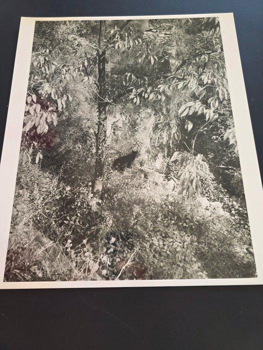 Willy Ronis (1910–2009) - Le Chat, Antiek en Kunst, Kunst | Schilderijen | Modern
