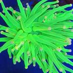 Euphyllia Glabrescens TOD Torch (1 kop), Dieren en Toebehoren