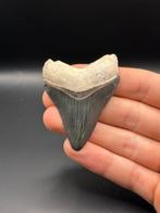 Megalodon - Fossiele tand - CARCHARIAS MEGALODON - 6 cm -, Verzamelen, Mineralen en Fossielen