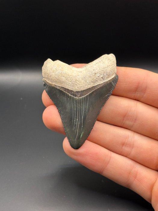 Megalodon - Fossiele tand - CARCHARIAS MEGALODON - 6 cm -, Verzamelen, Mineralen en Fossielen