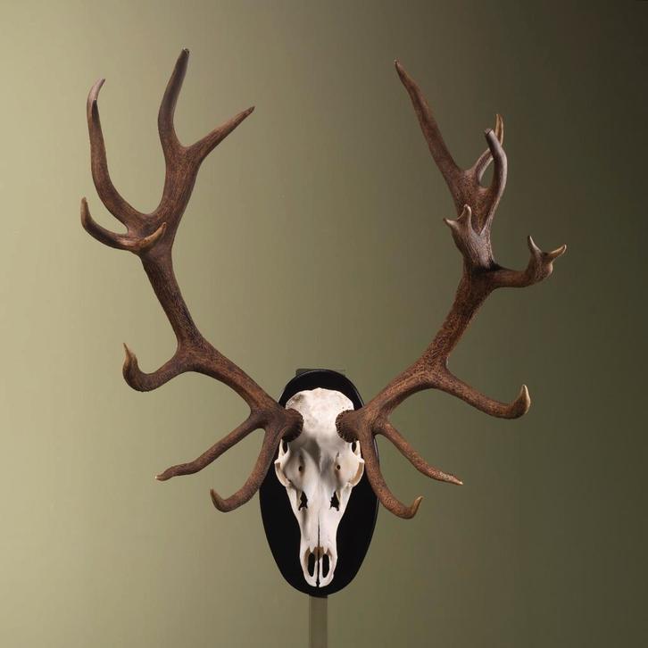 Edelhert Gewei Taxidermie Opgezette Dieren By Max, Verzamelen, Dierenverzamelingen, Opgezet dier, Nieuw, Wild dier, Ophalen of Verzenden