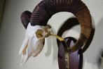 Mouton sauvage Crâne - Ovis a musimon - 33 cm - 48 cm - 41
