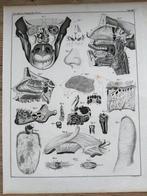 Lorenz Oken (XIX) - 6 grote Anatomische gravures 1843