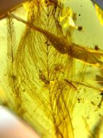 Barnsteen (Zonder minimumprijs)