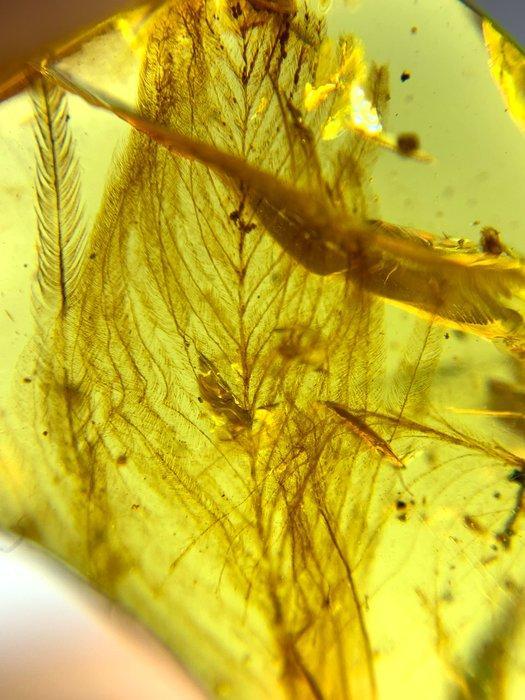 Barnsteen (Zonder minimumprijs), Verzamelen, Mineralen en Fossielen