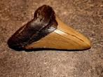 Megalodon - Fossiele tand - *beautiful piece* - 11.2 cm -