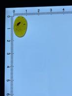 Amber - Barnsteen - Cockroach, Burmese Amber, Insect, Antiek en Kunst