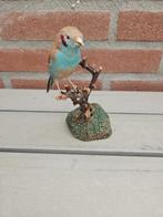Red-cheeked Cordon-bleu - Taxidermie volledige montage -