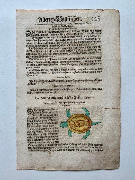 Conrad Gesner - Fischbuch - 1598, Antiek en Kunst, Antiek | Boeken en Manuscripten