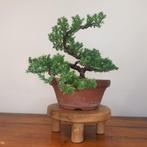 Jeneverbes bonsai (Juniperus) - Hoogte (boom): 15 cm -, Antiek en Kunst, Kunst | Schilderijen | Klassiek