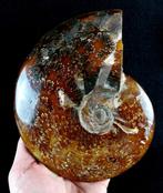 Ammoniet - Gefossiliseerd dier - Aioloceras (Cleoniceras)